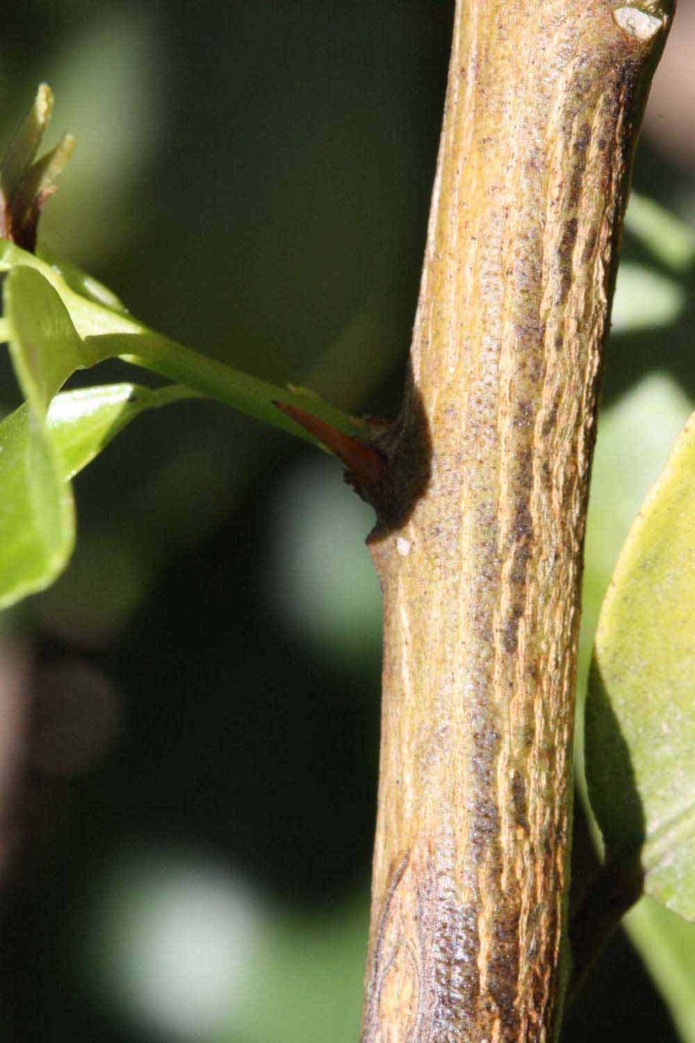              Second - third year twig (Riverside, CA)       